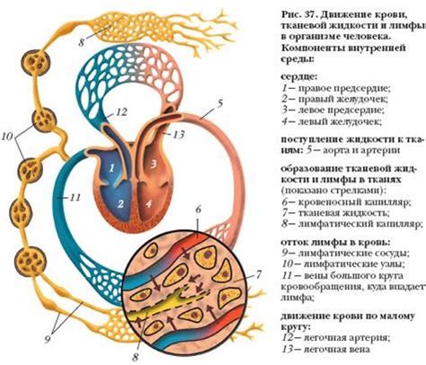 Основные типы лимфоидных элементов