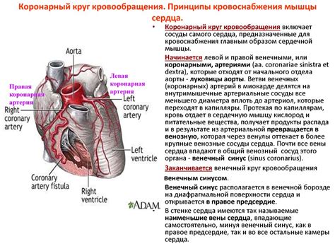 Особенности правого типа коронарного кровоснабжения