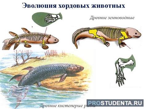 Особенности раздельнополых животных