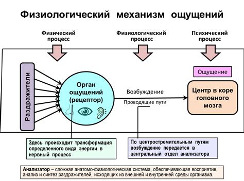 Ощущения и эмоции