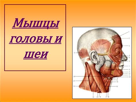 О поддержке головы и шеи