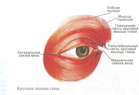 Перегрузка скул от чрезмерного использования мимических мышц