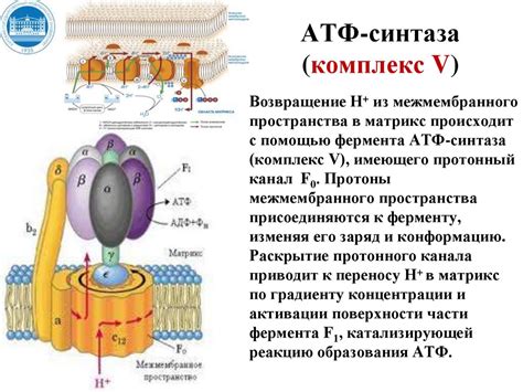 Переключение митохондриальных путей обмена энергии