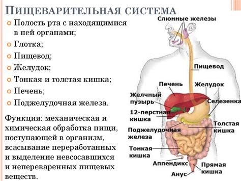 Пищеварительная система и пукание