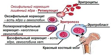 Повышенный уровень ретикулоцитов