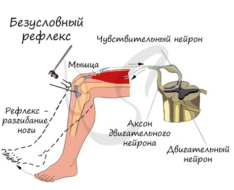 Понятие сухожильных рефлексов низких