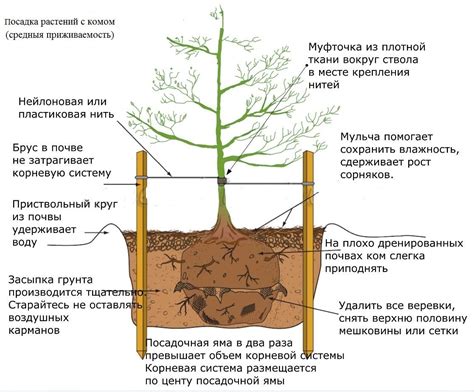 Посадка и уход за подвоем СК2