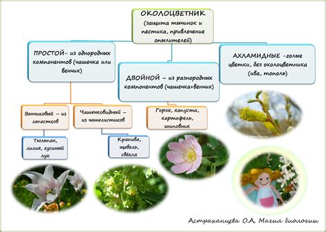 Примеры редуцированных околоцветников