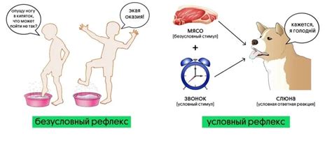 Примеры торпидных рефлексов