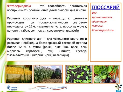 Примеры экологической пластичности в растительном мире