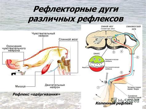 Принцип работы торпидных рефлексов