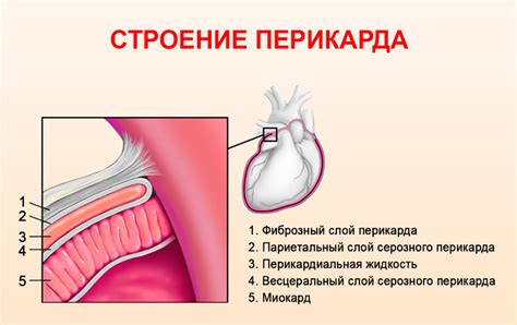 Причины возникновения ощущения щекотки в сердце