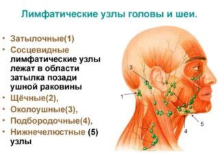 Причины возникновения утолщенного коркового слоя лимфоузла