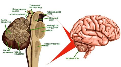 Причины расширения борозд мозжечка