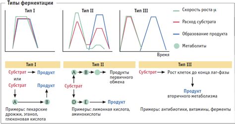 Продолжительность и условия ферментации