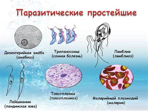 Простейшие паразиты: основные черты и паразитические стратегии