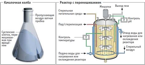 Процесс ферментации муки