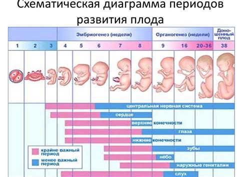 Развитие руки в период внутриутробного развития