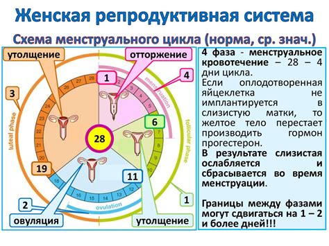 Разделение репродуктивной функции