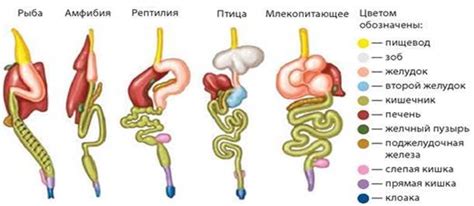 Различия с другими типами пищеварительных систем