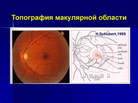 Распределение пигмента в макулярной зоне глаза