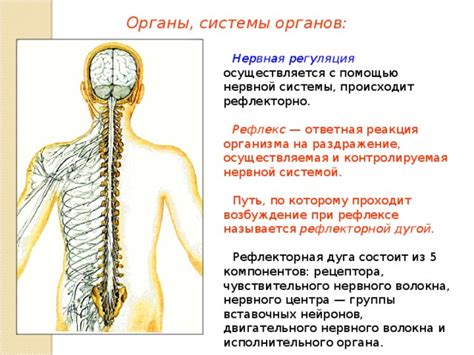 Реакция нервной системы