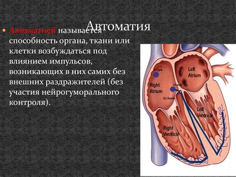 Регуляция периферического сосудистого сопротивления: механизмы