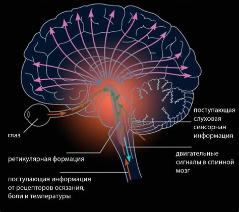 Ретикулярно-активирующая система