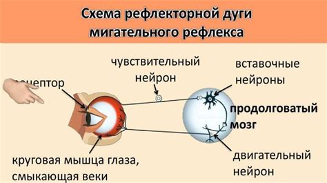 Рефлекторная реакция глаз при концентрации на собеседнике