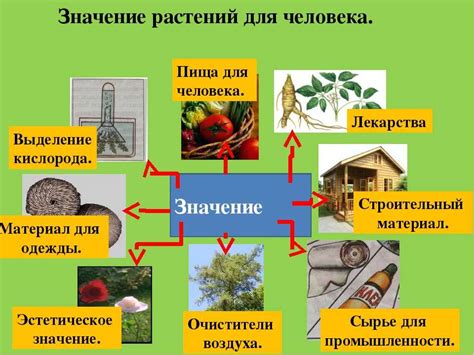 Роль ассимилирующих побегов в жизни растений