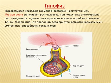 Роль гормонов в расширении