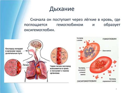 Роль кислорода в организме человека