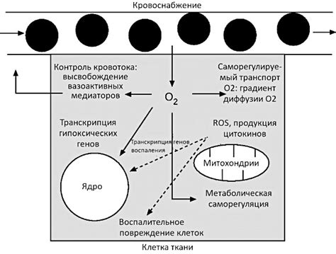 Роль кислорода в экологии и биологических процессах