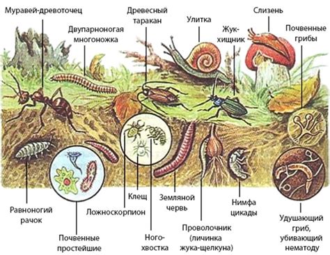 Роль клеточного детрита в экосистеме