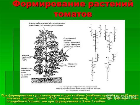 Роль количества гнезд у томатов в формировании вкуса