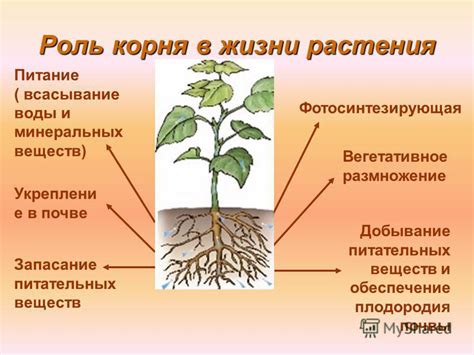 Роль корня гео в научных терминах