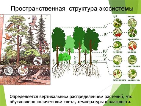 Роль лесных ресурсов в экологической системе