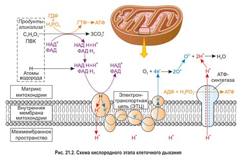 Роль митохондрий и клеточного дыхания