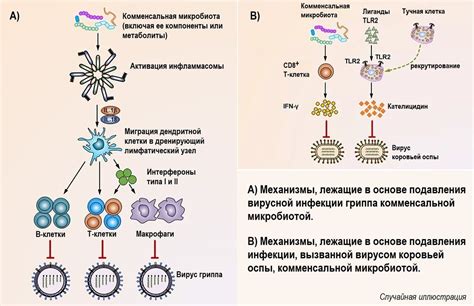 Роль сапрофитической микробиоты в организме человека