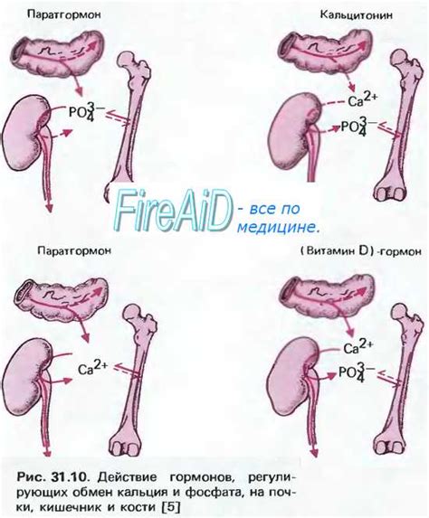 Роль сульфатов в организме