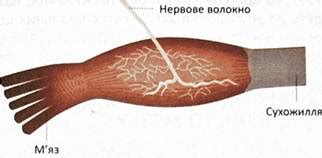 Роль сухожильных рефлексов