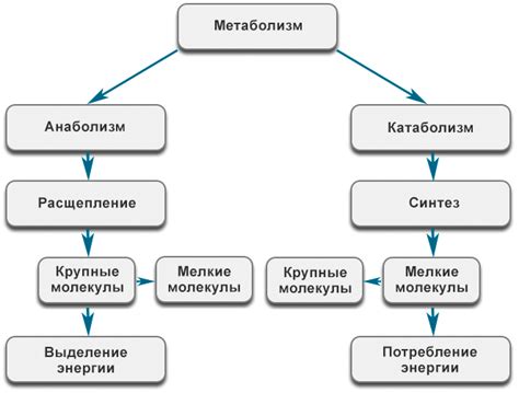 Роль энергетического обмена в обмене веществ