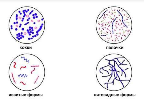 Роль spp в микробиологии