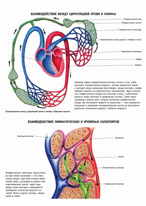 Связь с циркуляцией крови