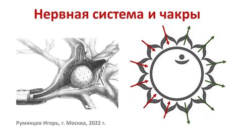 Связь щекотания пяток с нервной системой: