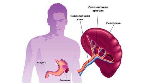 Селезенка: важный орган с неоднородной структурой