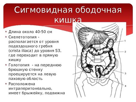 Сигмовидная кишка гиперемирована