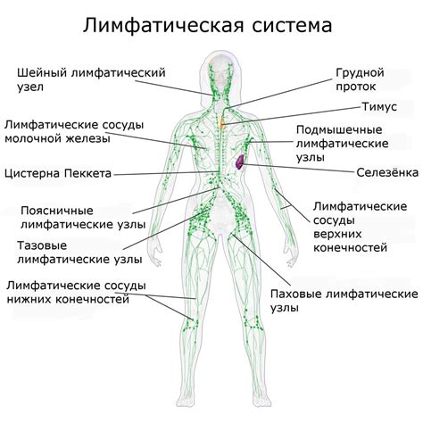 Симптомы усиленного кровотока в лимфоузлах