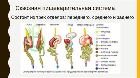 Сквозная пищеварительная система