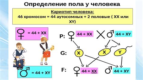 Соболь тортора: генетика и наследование